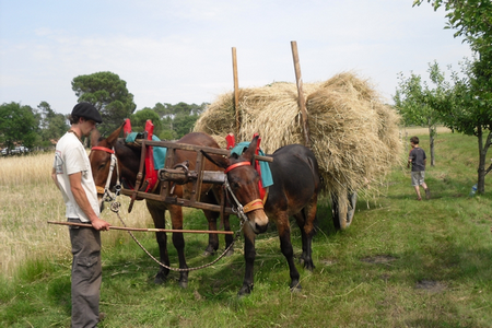 mules